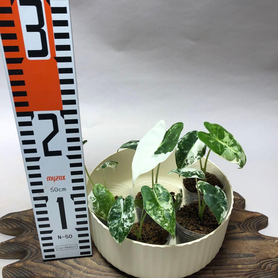 み*り様 MS547 5株セットアロカシア・フライデック・バリエガータ 斑入りベ