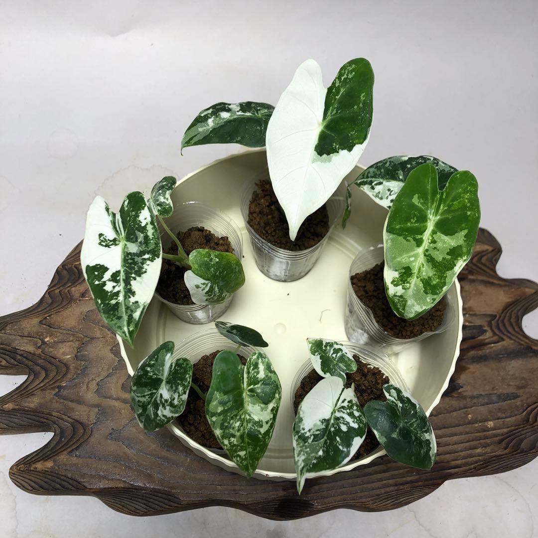 み*り様 MS547 5株セットアロカシア・フライデック・バリエガータ 斑入りベ