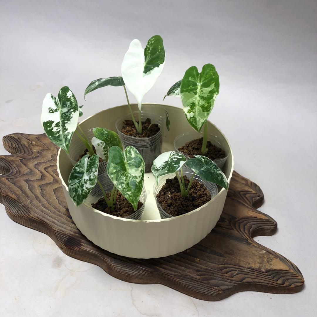 み*り様 MS547 5株セットアロカシア・フライデック・バリエガータ 斑入りベ