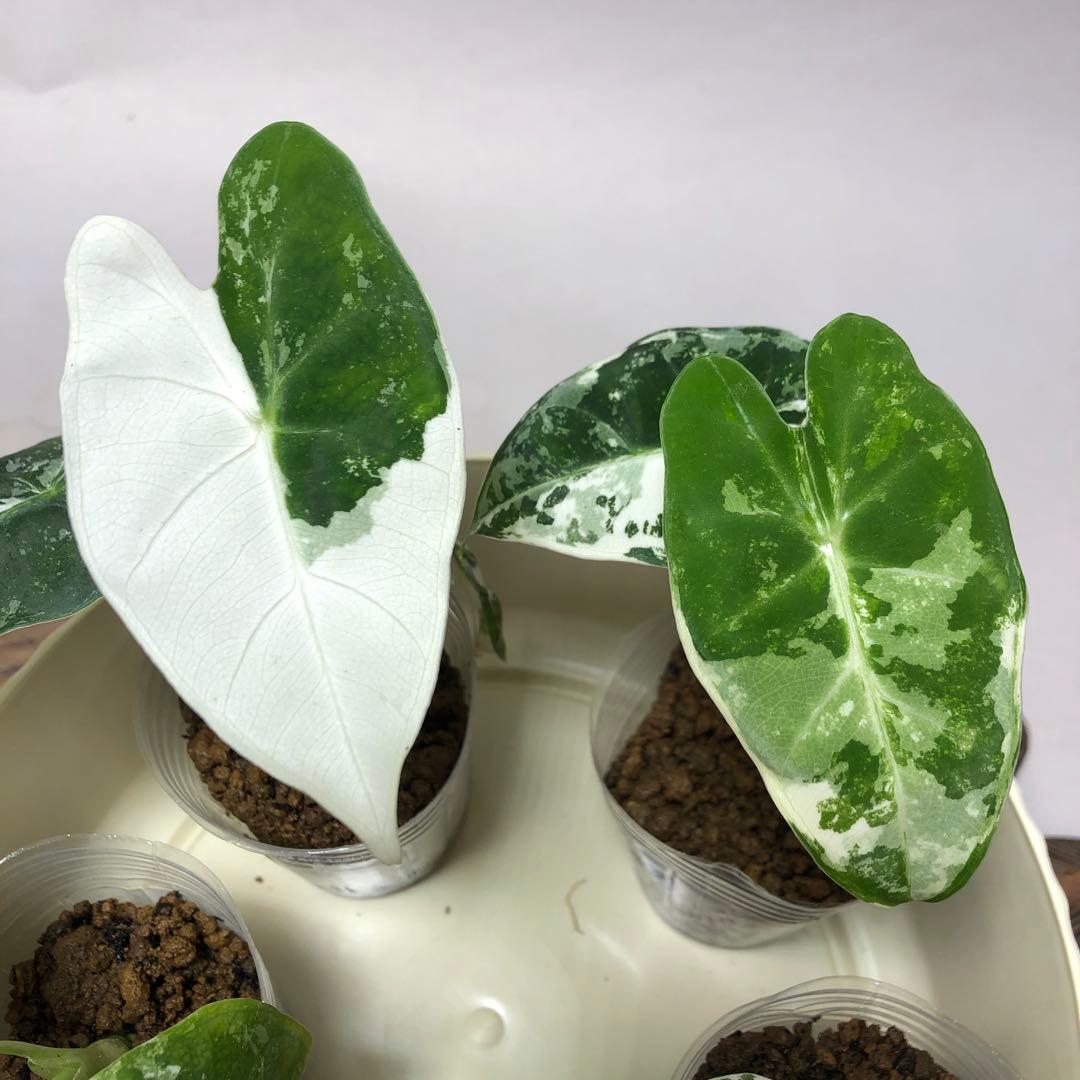 み*り様 MS547 5株セットアロカシア・フライデック・バリエガータ 斑入りベ