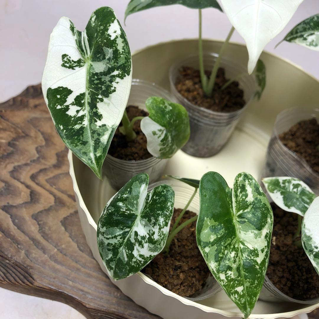 み*り様 MS547 5株セットアロカシア・フライデック・バリエガータ 斑入りベ