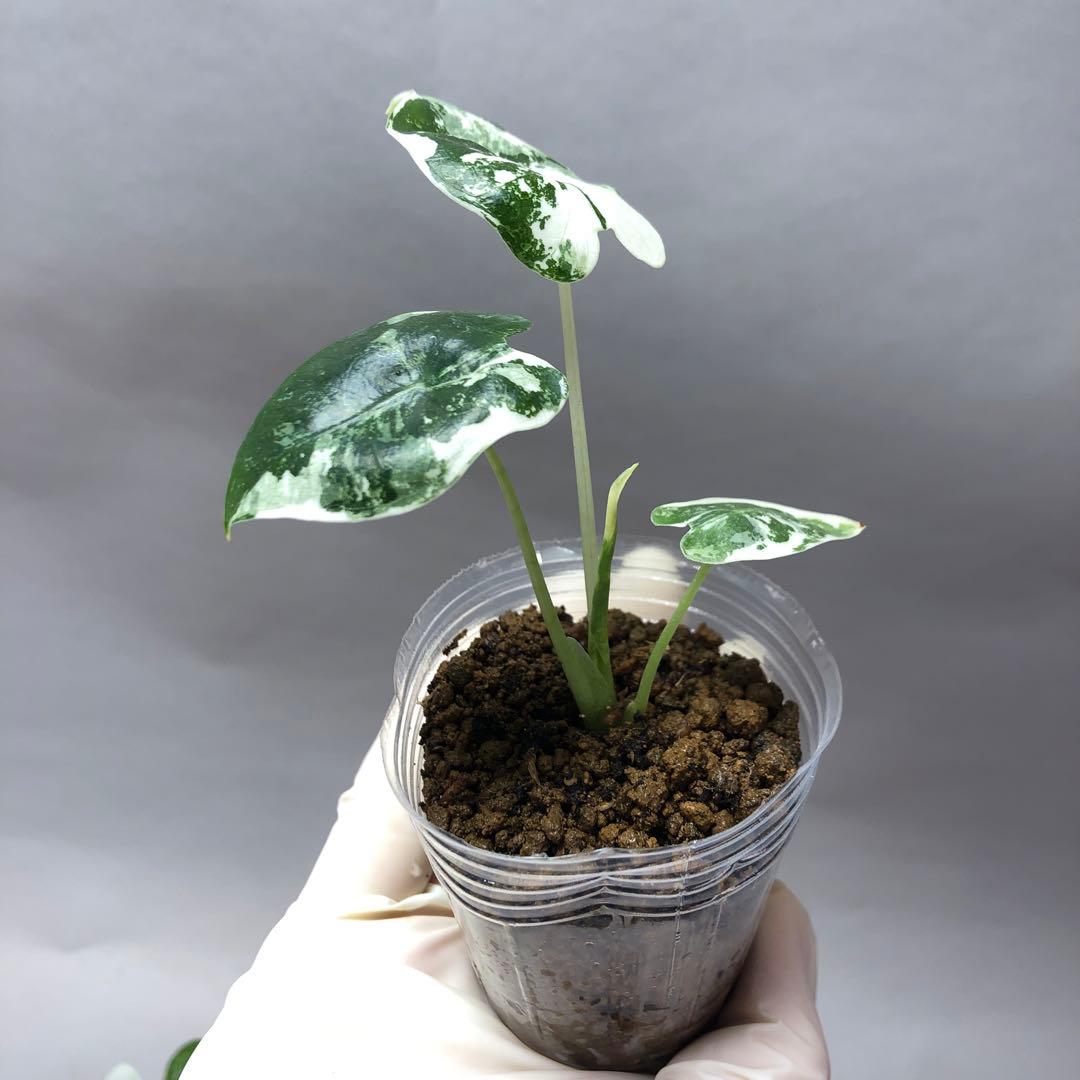 み*り様 MS547 5株セットアロカシア・フライデック・バリエガータ 斑入りベ