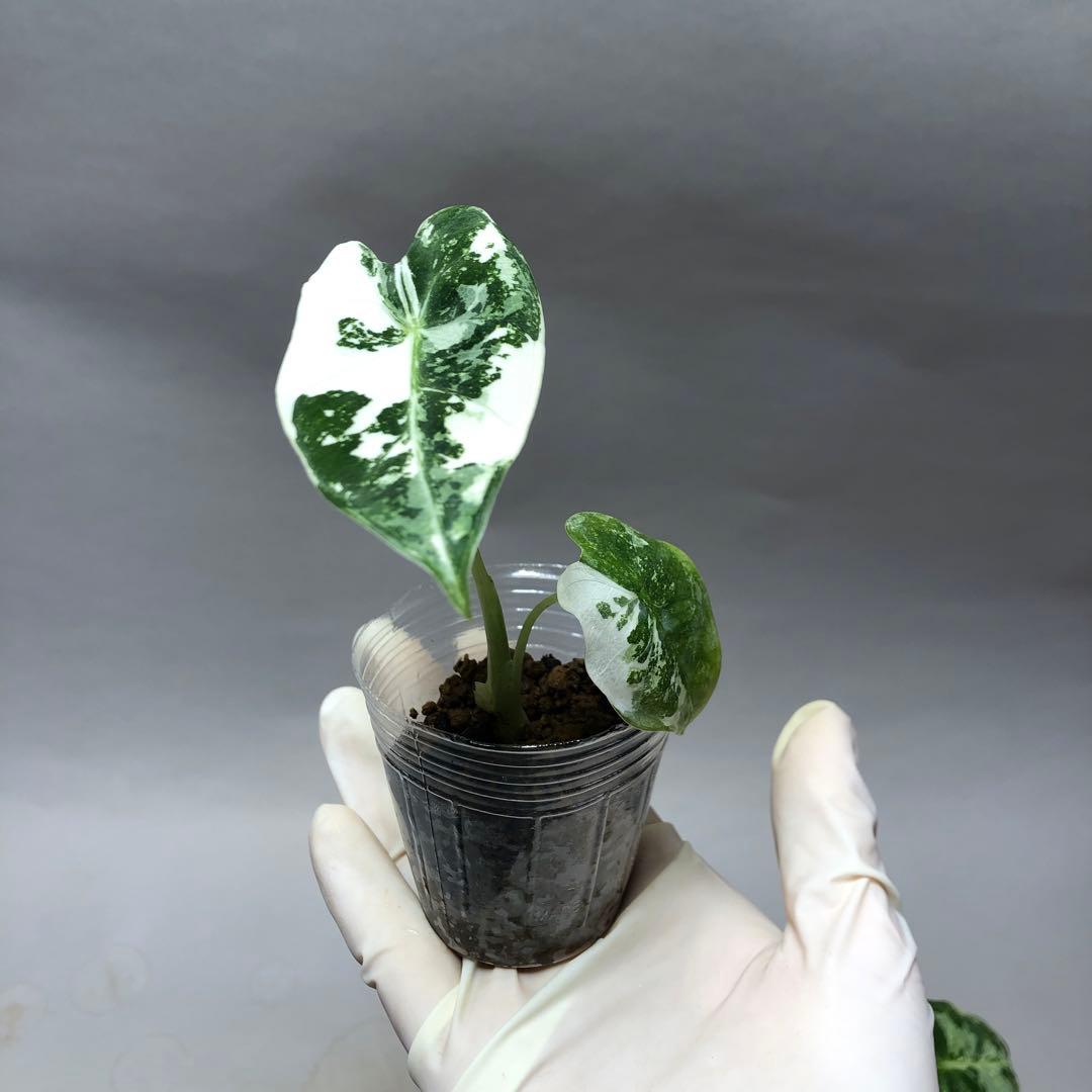 み*り様 MS547 5株セットアロカシア・フライデック・バリエガータ 斑入りベ