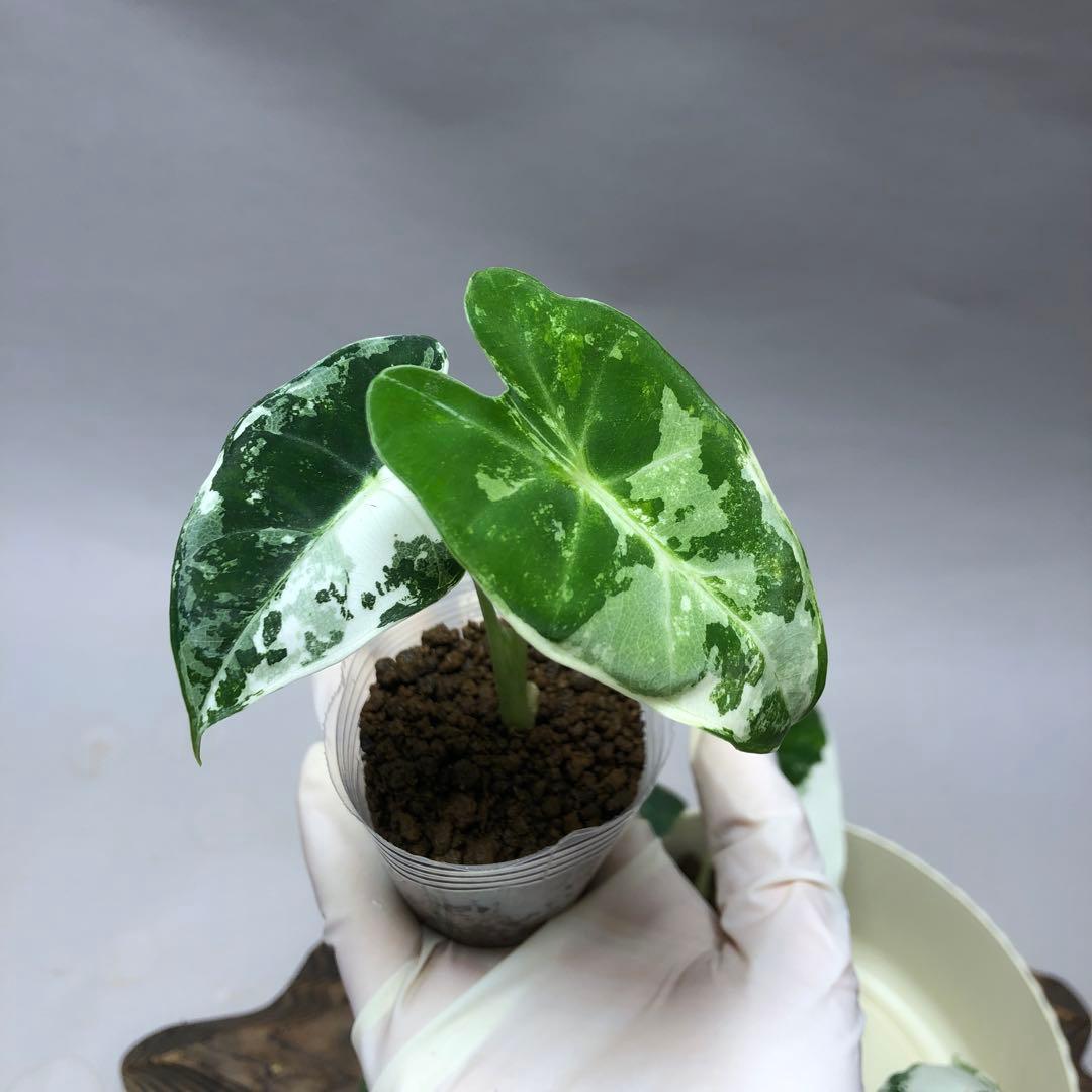 み*り様 MS547 5株セットアロカシア・フライデック・バリエガータ 斑入りベ