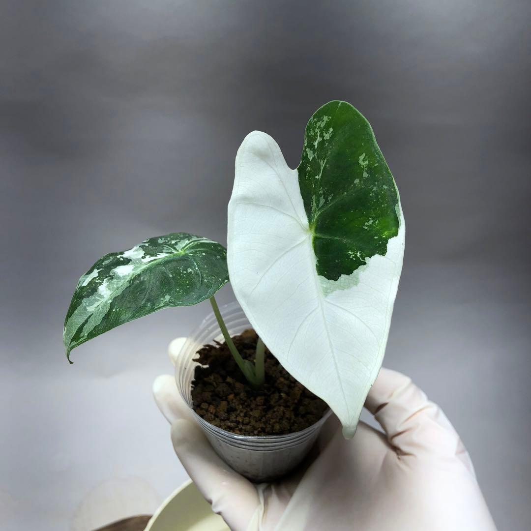 み*り様 MS547 5株セットアロカシア・フライデック・バリエガータ 斑入りベ