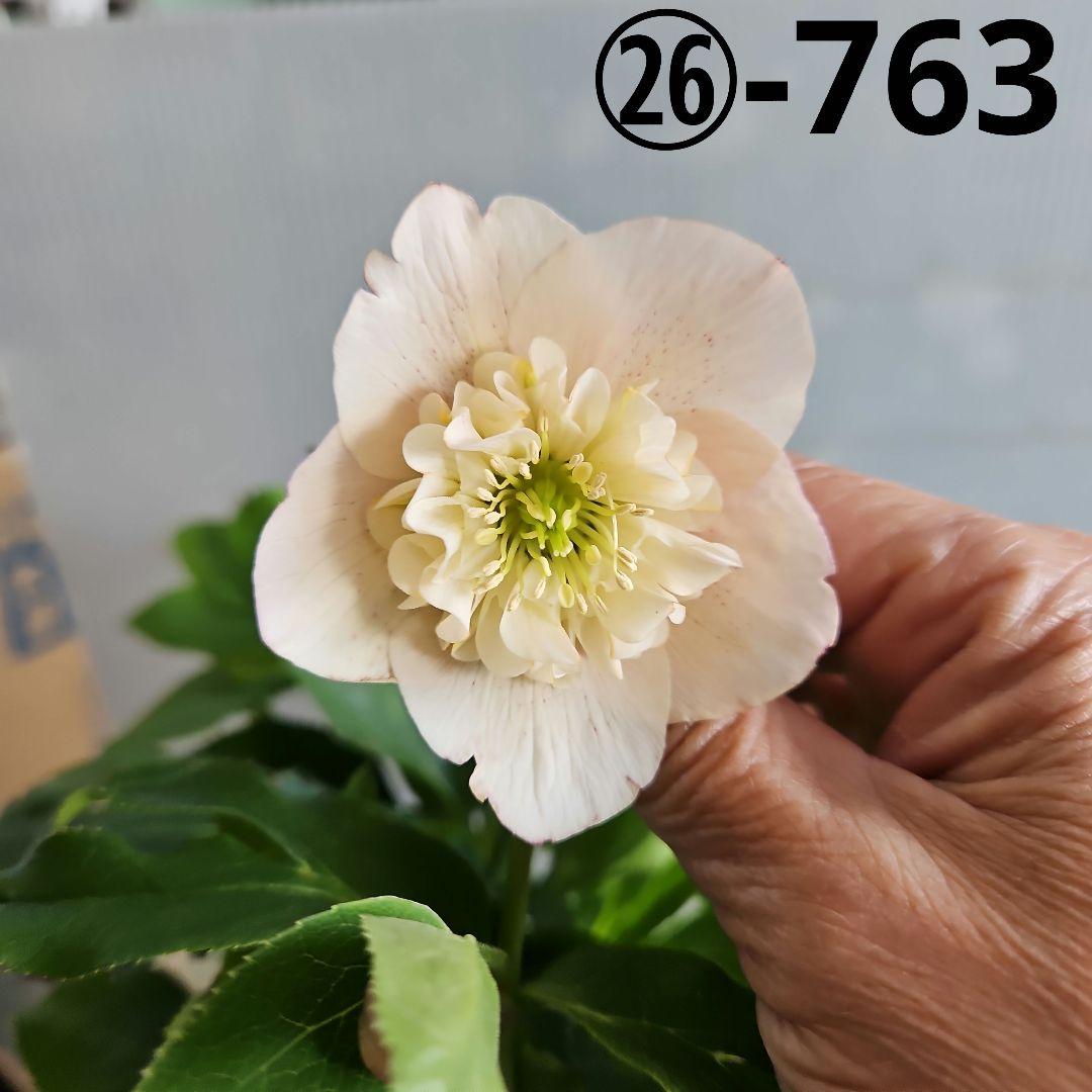 ㉖-763クリスマスローズ
