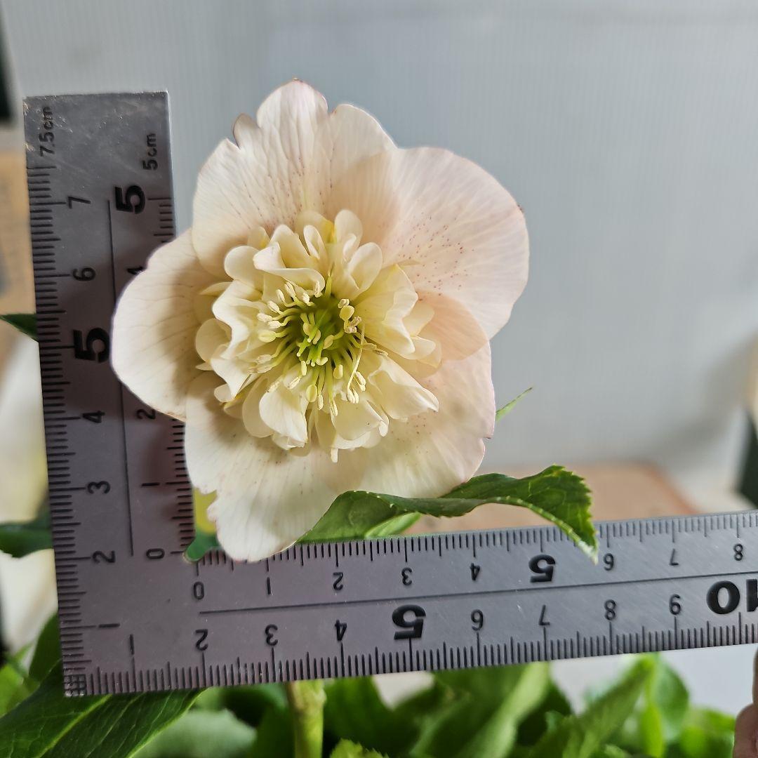 ㉖-763クリスマスローズ