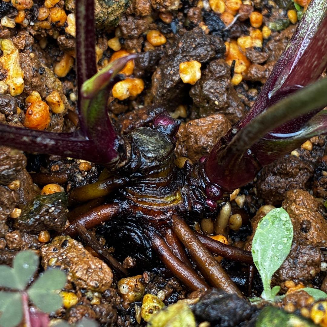 3787☘️2年間管理株☘️⭐️レア⭐️芳香⭐️ブラックマジック⭐️コンパクト⭐️広瀬園芸⭐️