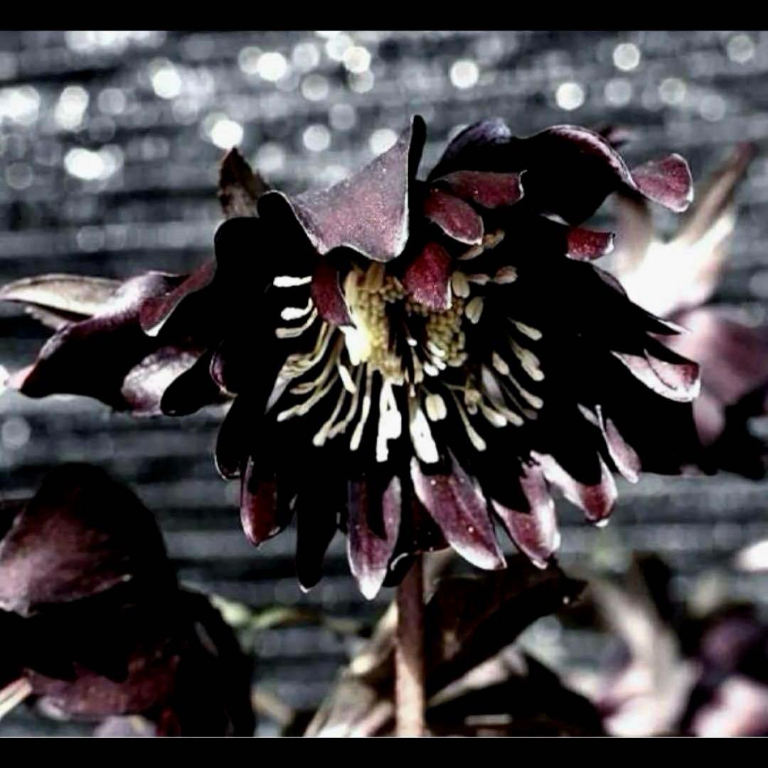 3787☘️2年間管理株☘️⭐️レア⭐️芳香⭐️ブラックマジック⭐️コンパクト⭐️広瀬園芸⭐️