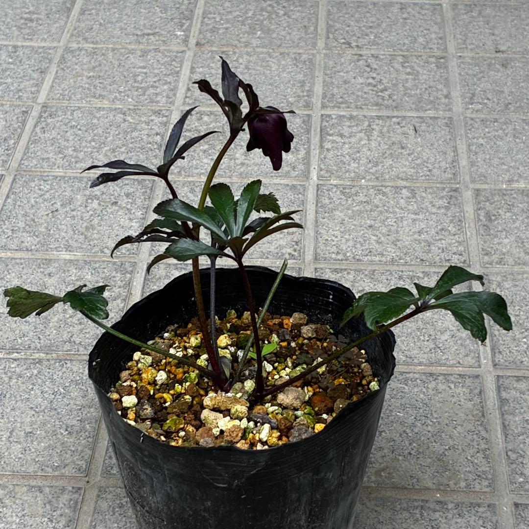 3787☘️2年間管理株☘️⭐️レア⭐️芳香⭐️ブラックマジック⭐️コンパクト⭐️広瀬園芸⭐️