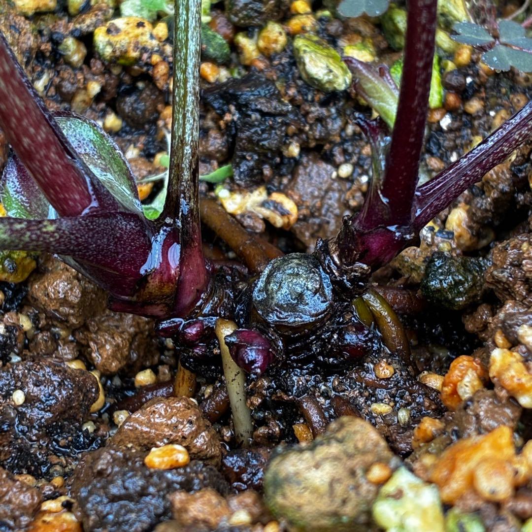 3787☘️2年間管理株☘️⭐️レア⭐️芳香⭐️ブラックマジック⭐️コンパクト⭐️広瀬園芸⭐️