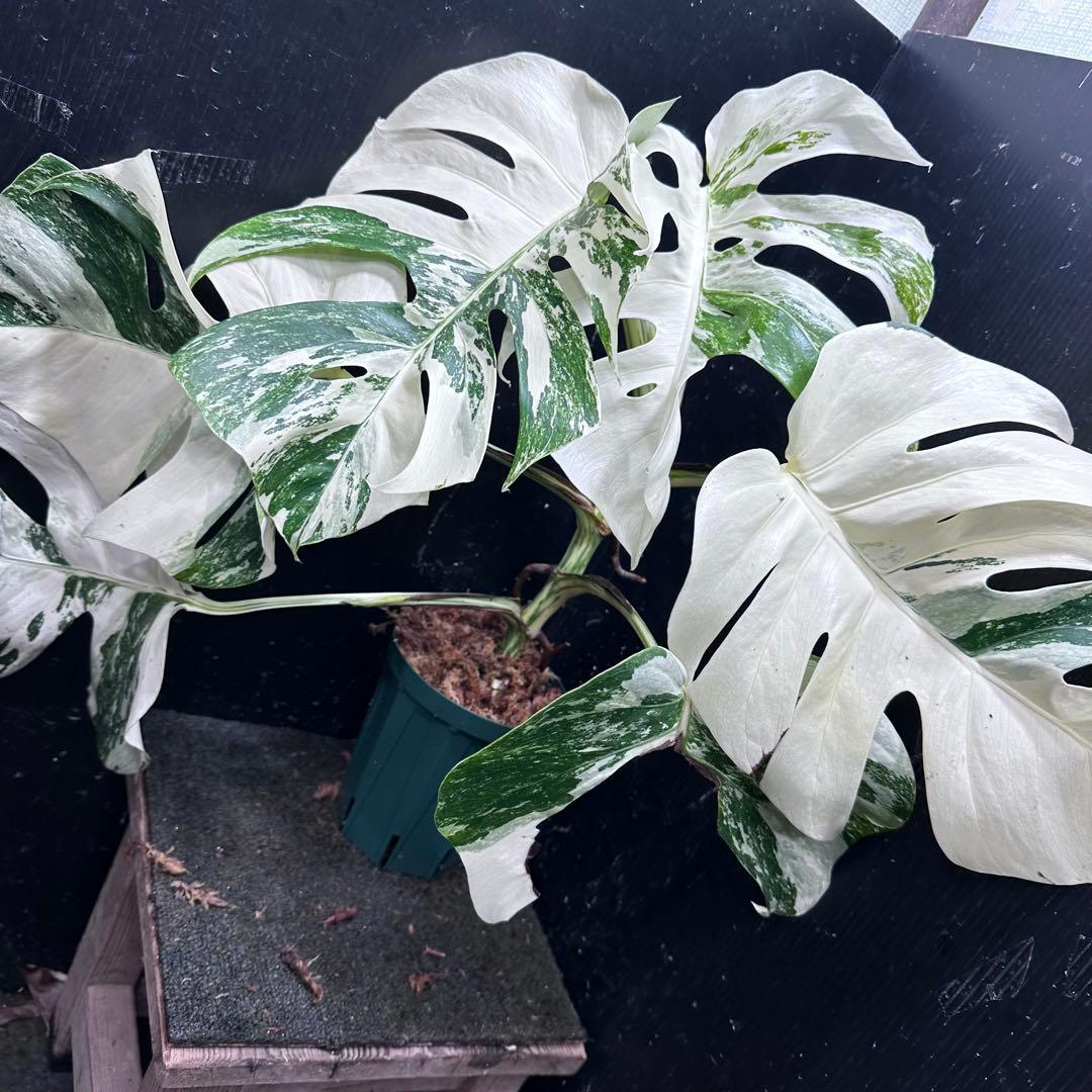 5*f様 斑入りモンステラ ホワイトタイガー極美大株87cm白斑多