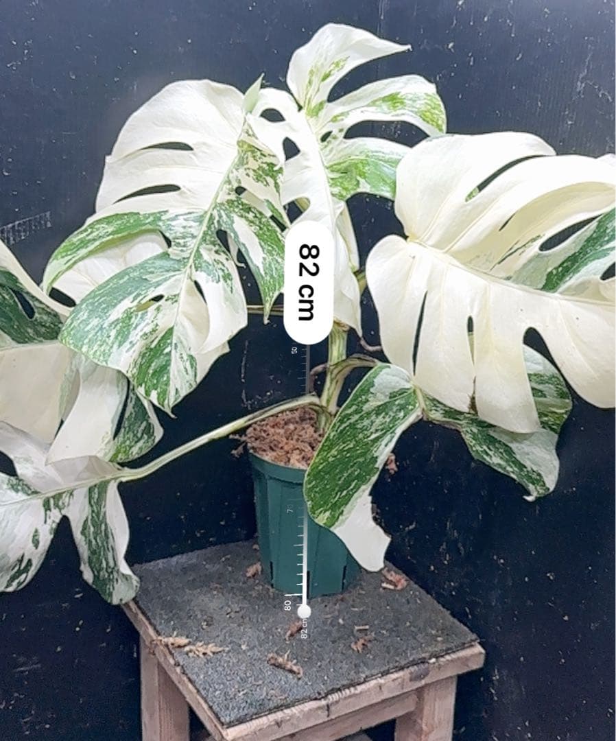 5*f様 斑入りモンステラ ホワイトタイガー極美大株87cm白斑多