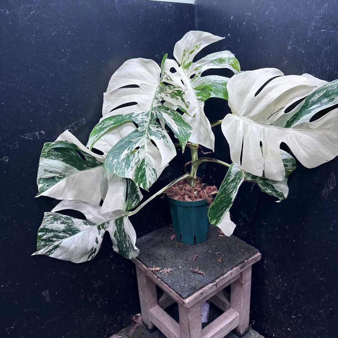 5*f様 斑入りモンステラ ホワイトタイガー極美大株87cm白斑多