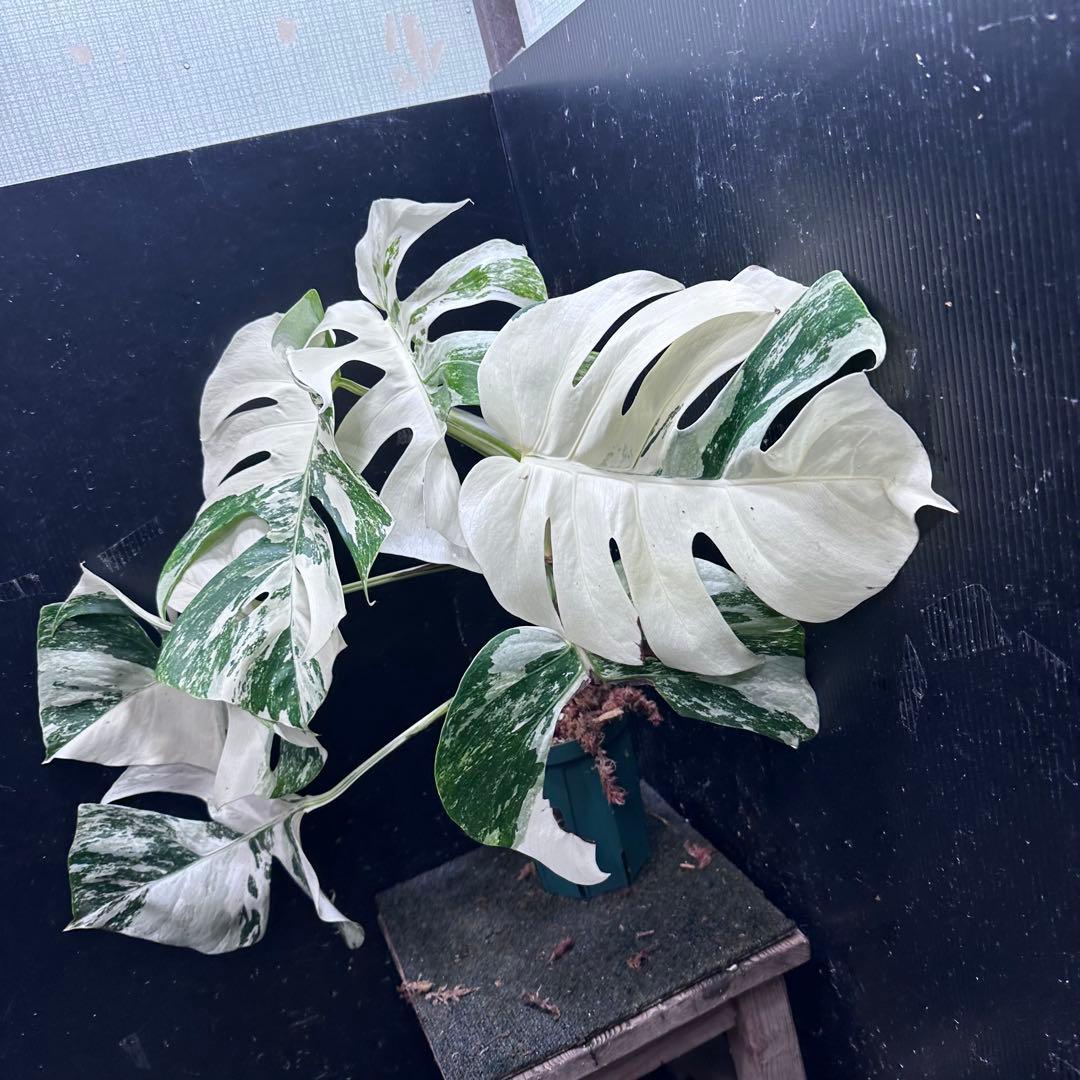 5*f様 斑入りモンステラ ホワイトタイガー極美大株87cm白斑多