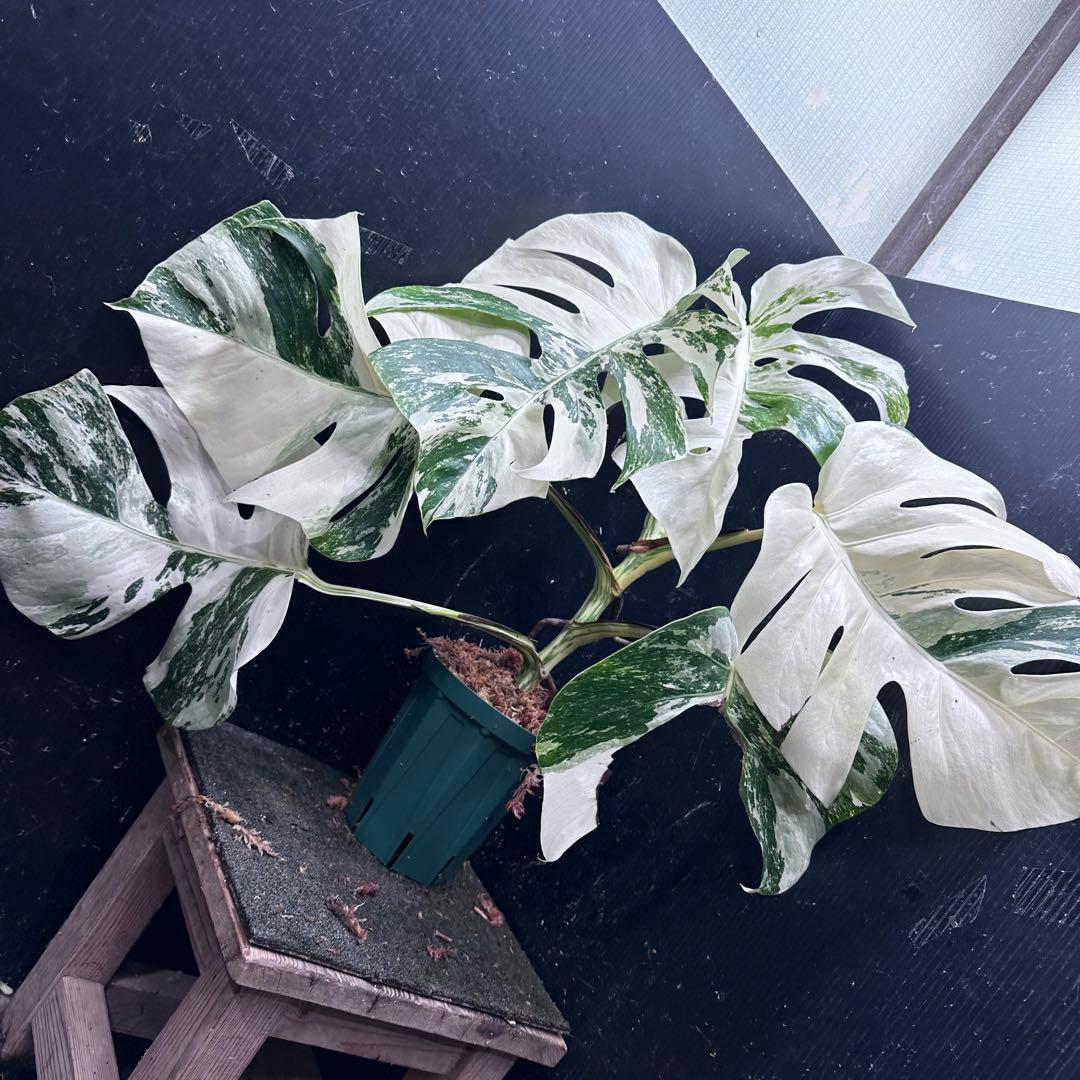 5*f様 斑入りモンステラ ホワイトタイガー極美大株87cm白斑多