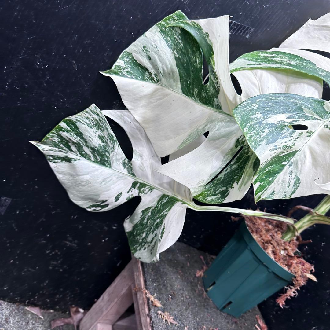 5*f様 斑入りモンステラ ホワイトタイガー極美大株87cm白斑多