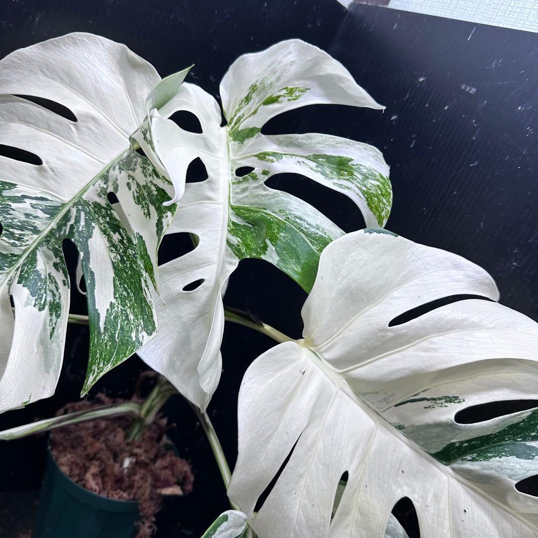 5*f様 斑入りモンステラ ホワイトタイガー極美大株87cm白斑多