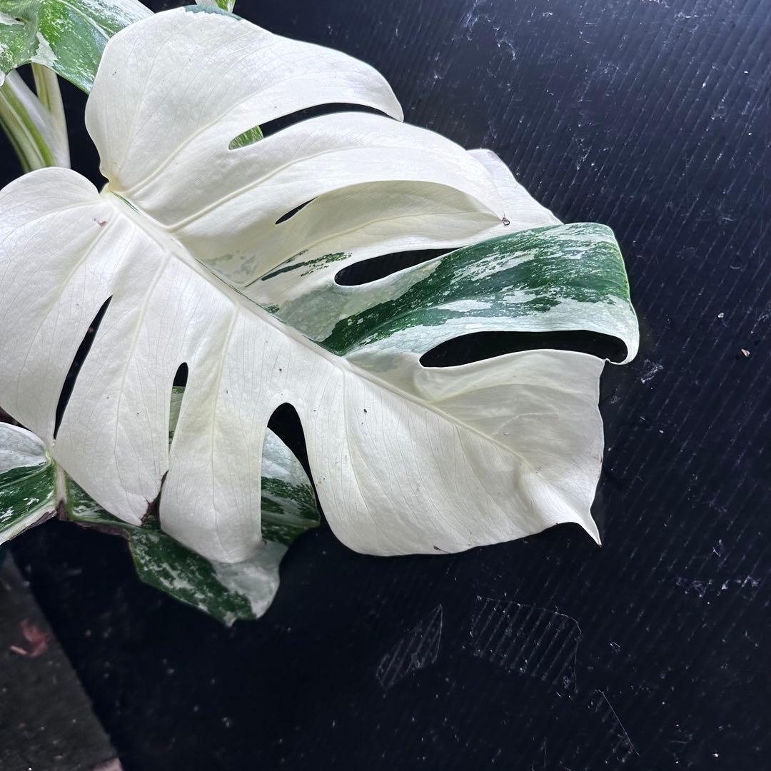 5*f様 斑入りモンステラ ホワイトタイガー極美大株87cm白斑多