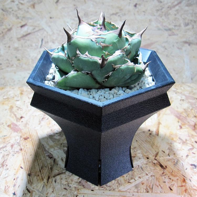 NITRO  HexaGrail Lサイズ プランター 3D鉢 アガベ