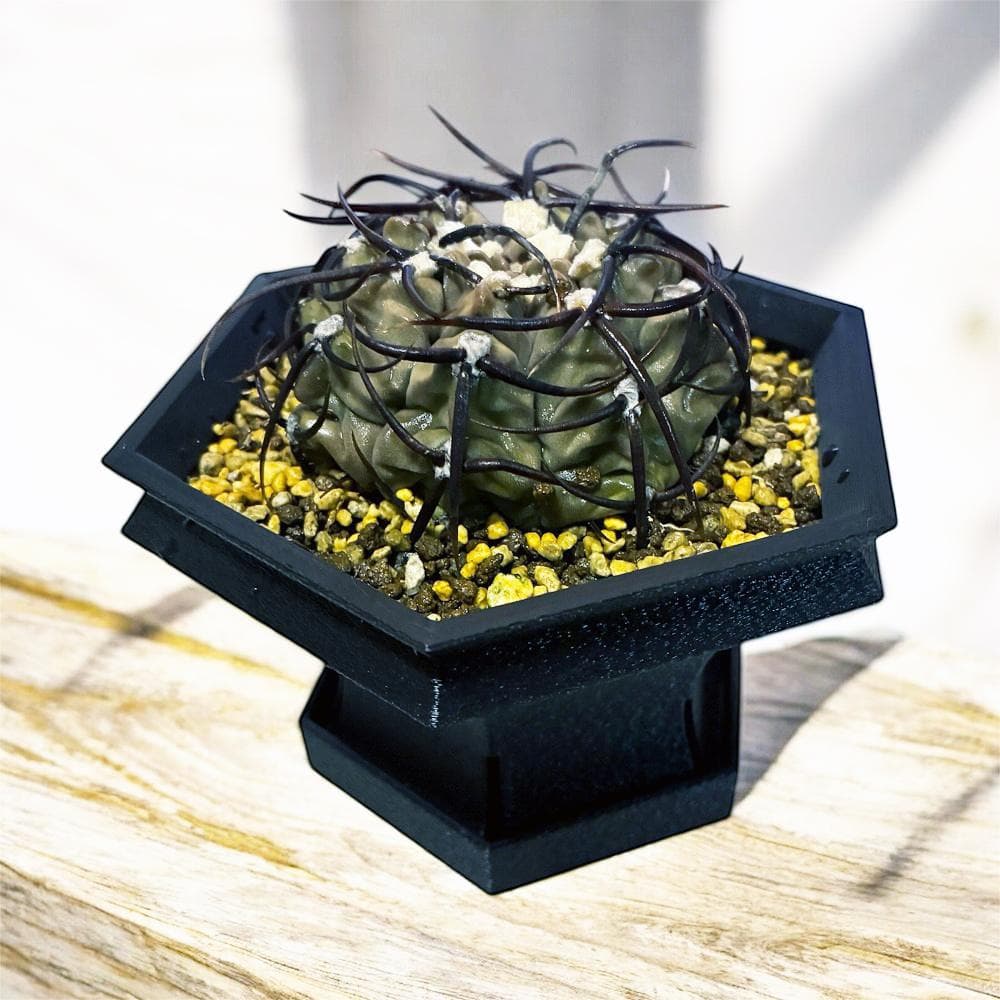 NITRO  HexaGrail Lサイズ プランター 3D鉢 アガベ