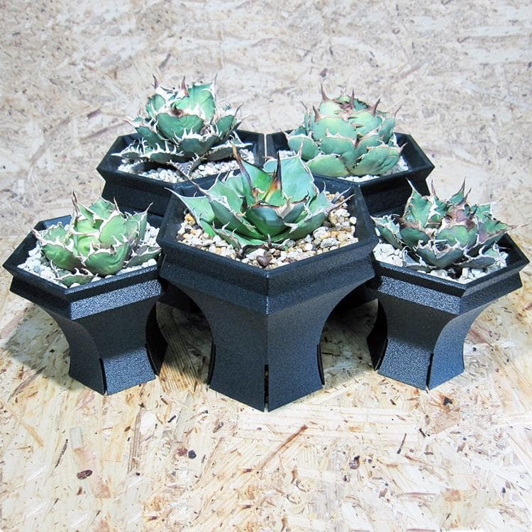 NITRO  HexaGrail Lサイズ プランター 3D鉢 アガベ