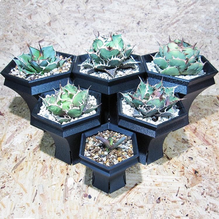 NITRO  HexaGrail Lサイズ プランター 3D鉢 アガベ
