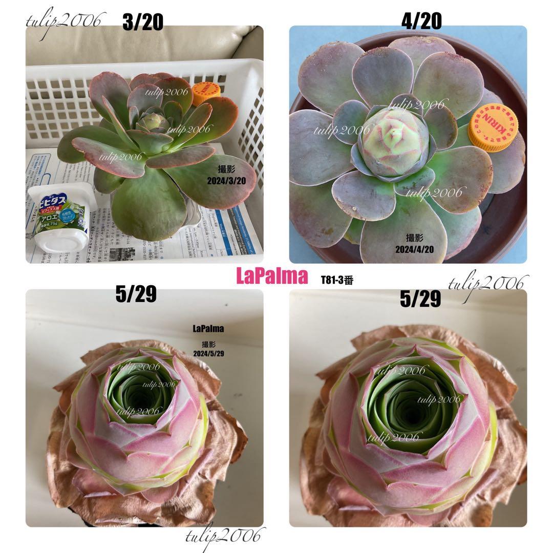 確認専用　LaPaLam