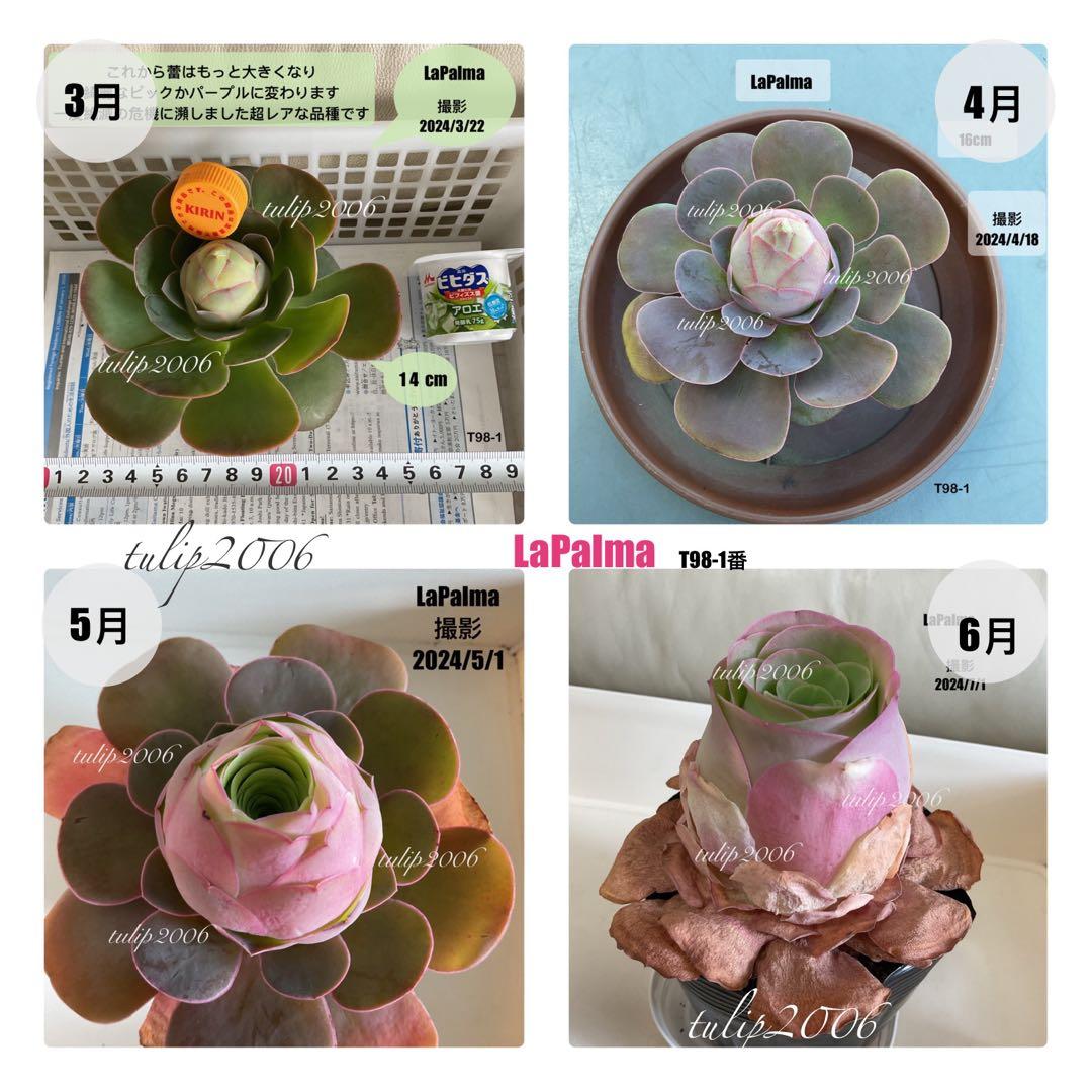 確認専用　LaPaLam