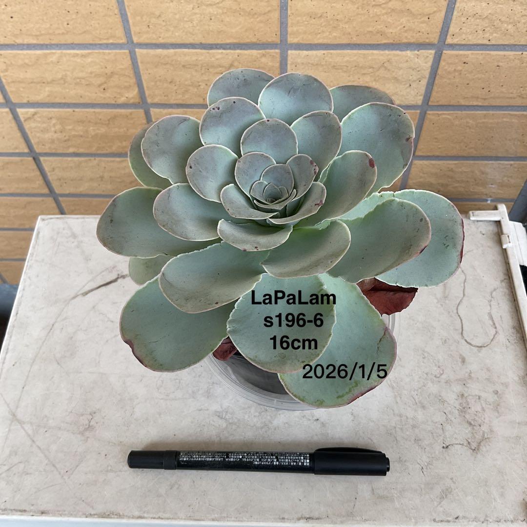 確認専用　LaPaLam