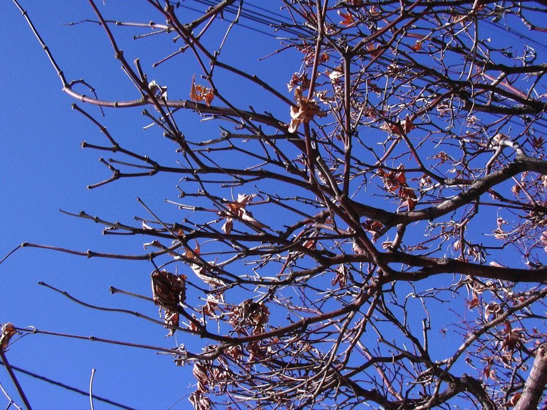 Nikon COOLPIX 2000 試写あり 良品 箱＆付属品付 単三電池仕様