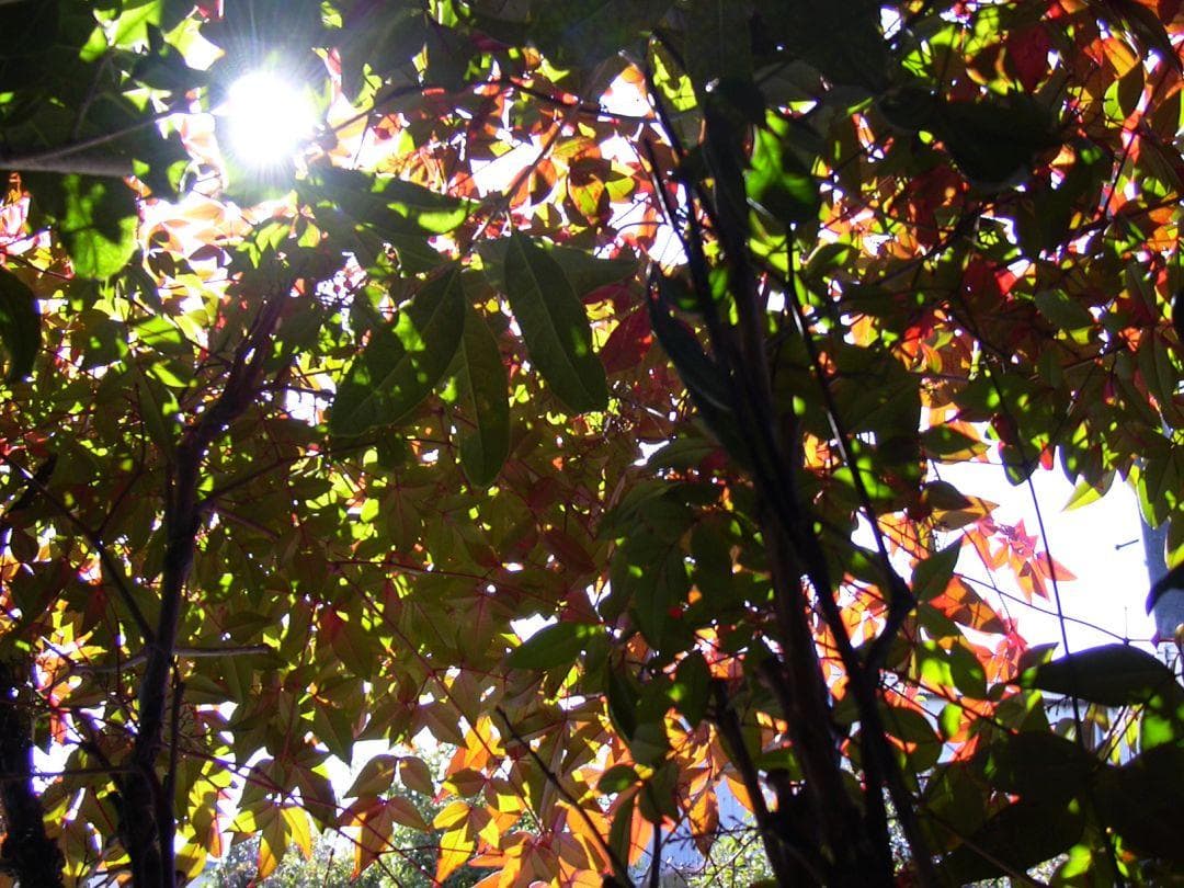 Nikon COOLPIX 2000 試写あり 良品 箱＆付属品付 単三電池仕様