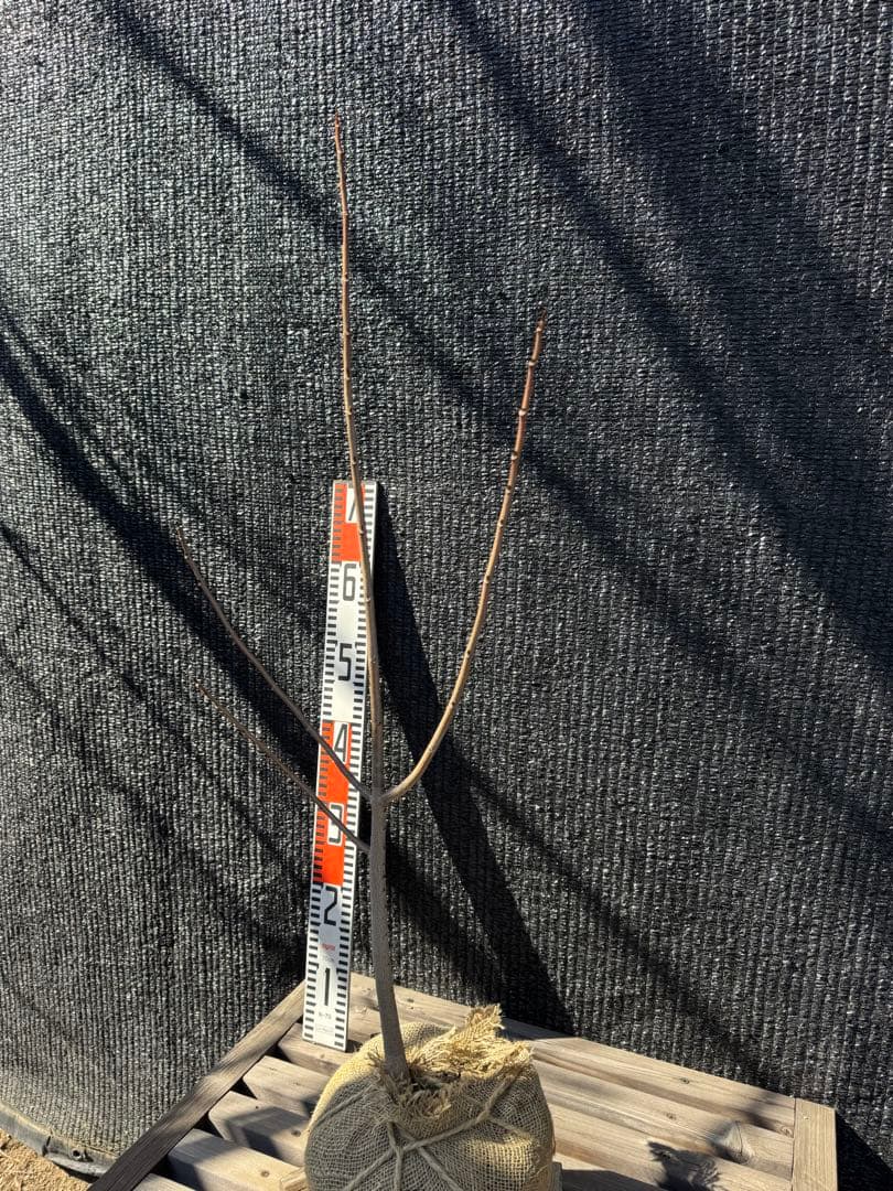 ポポー　【品番3552】