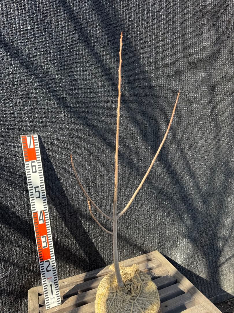 ポポー　【品番3552】