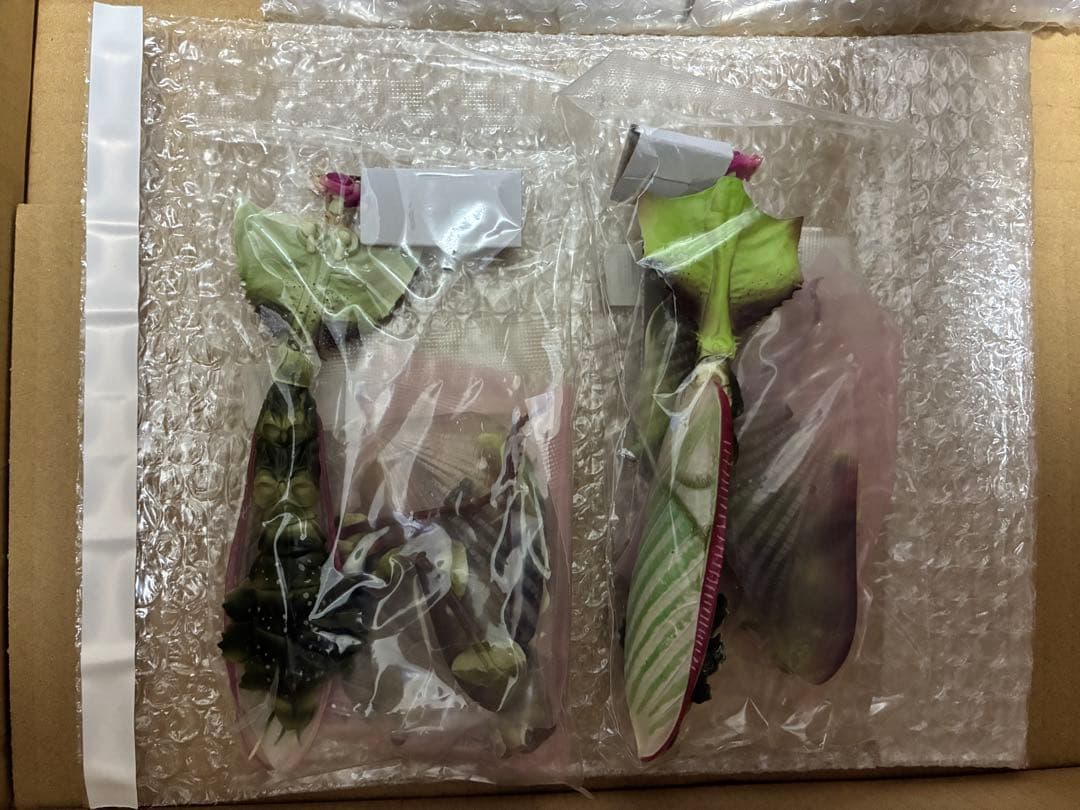 【新品】いきもの大図鑑アドバンス ニセハナマオウカマキリ オンライン版 セット