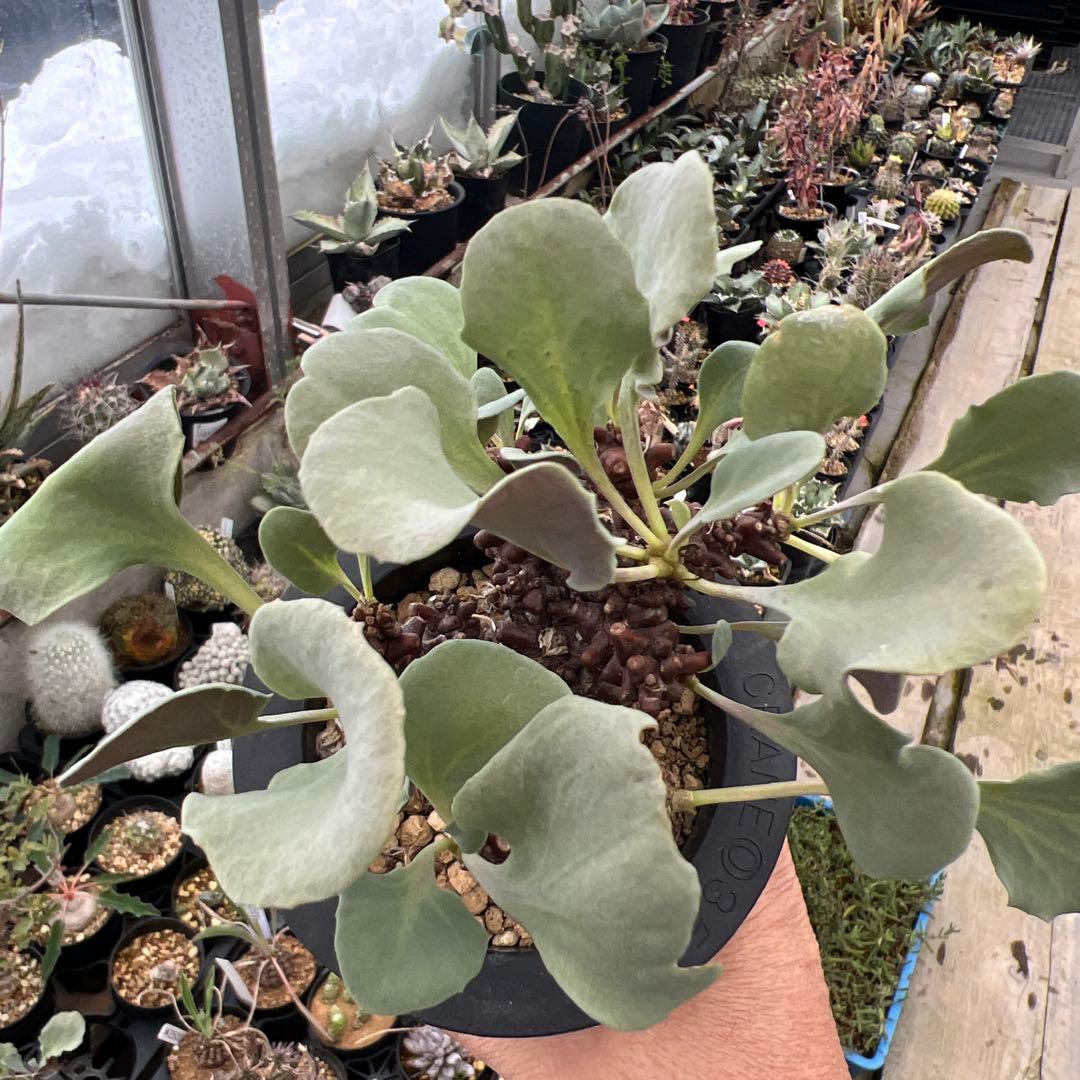 オトンナ　ヘレー