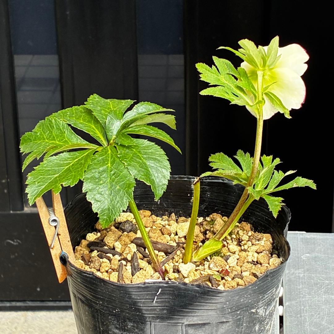 3762⭐️ボリュームSD⭐️リップピコティー⭐️曽田園芸⭐️