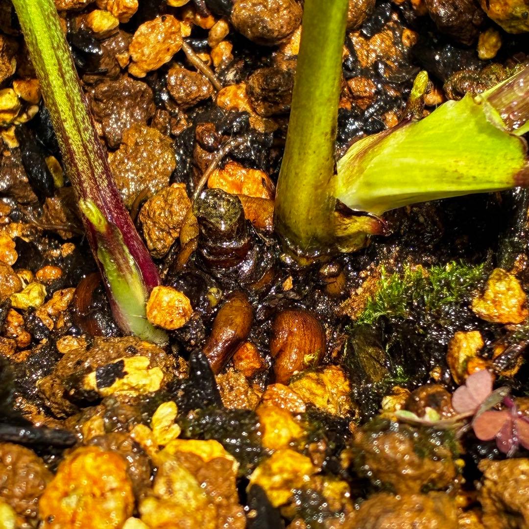 3762⭐️ボリュームSD⭐️リップピコティー⭐️曽田園芸⭐️