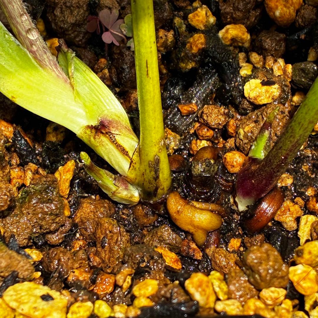 3762⭐️ボリュームSD⭐️リップピコティー⭐️曽田園芸⭐️