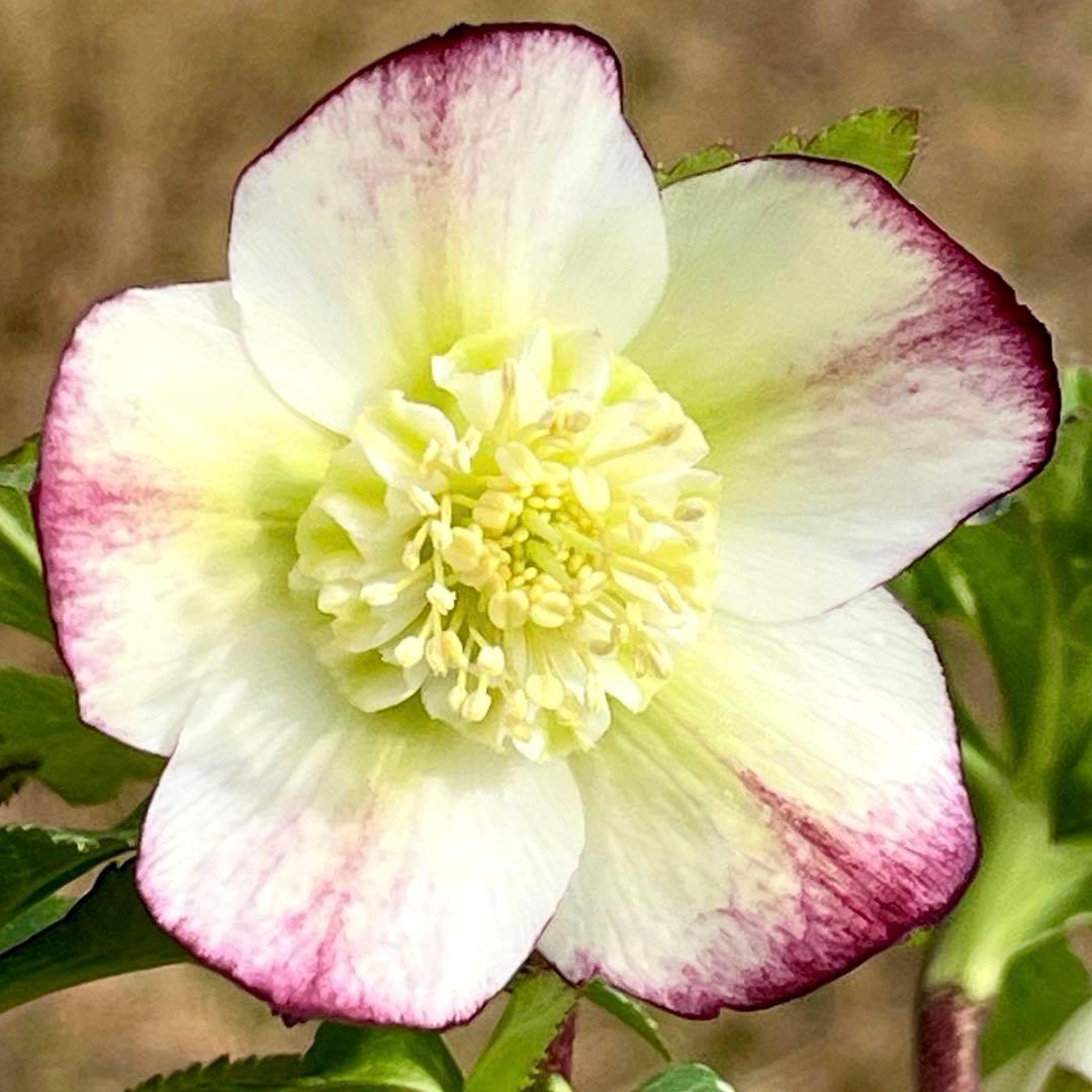 3762⭐️ボリュームSD⭐️リップピコティー⭐️曽田園芸⭐️