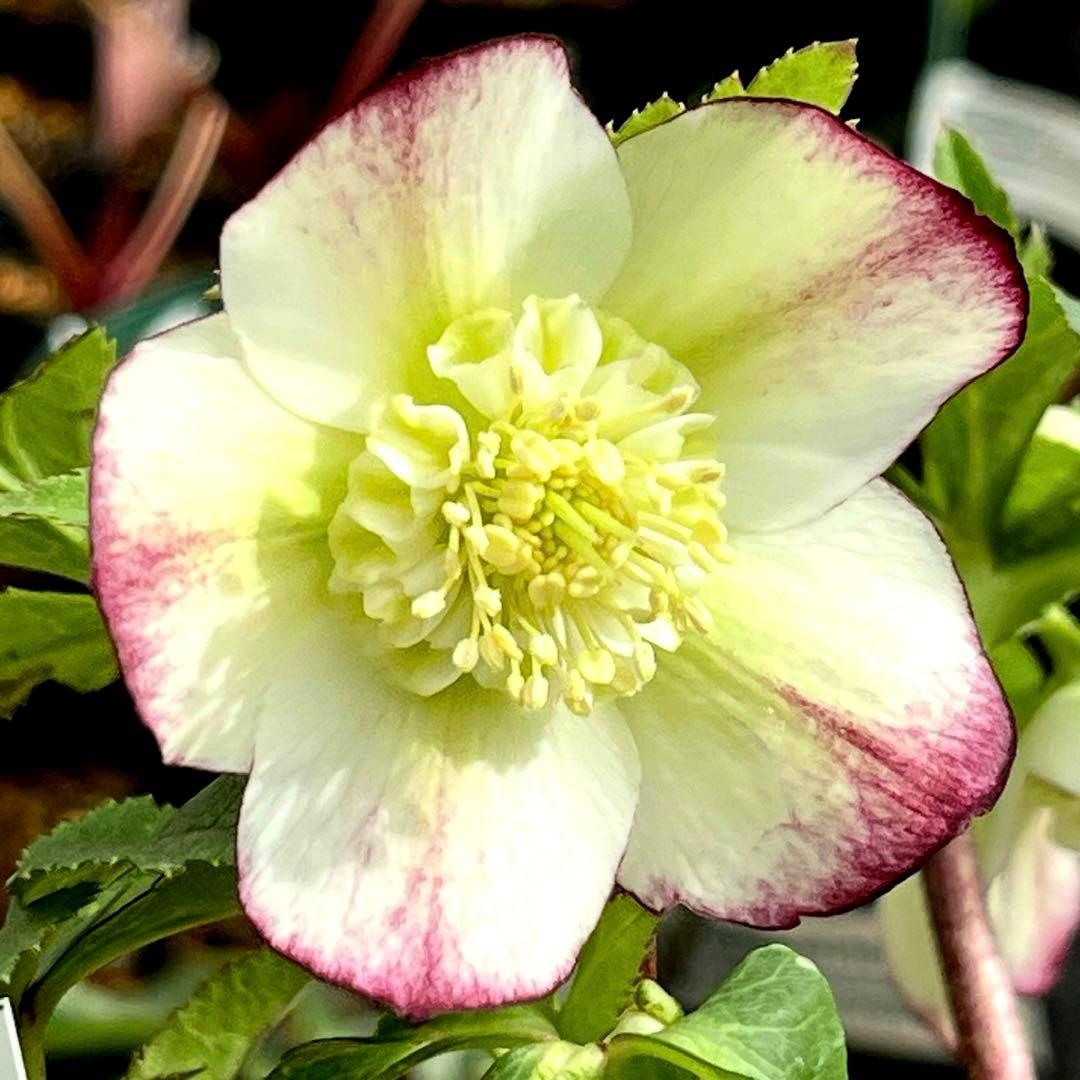 3762⭐️ボリュームSD⭐️リップピコティー⭐️曽田園芸⭐️