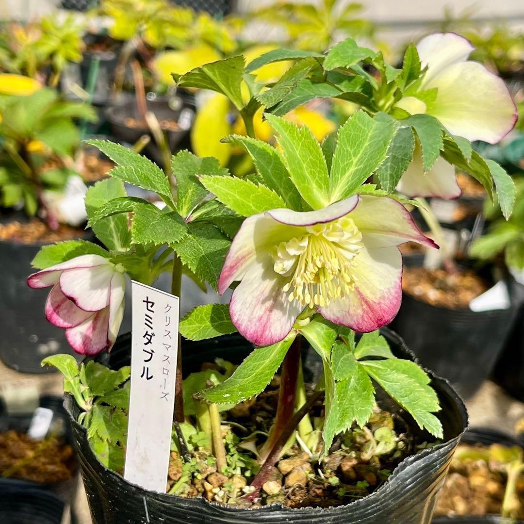 3762⭐️ボリュームSD⭐️リップピコティー⭐️曽田園芸⭐️