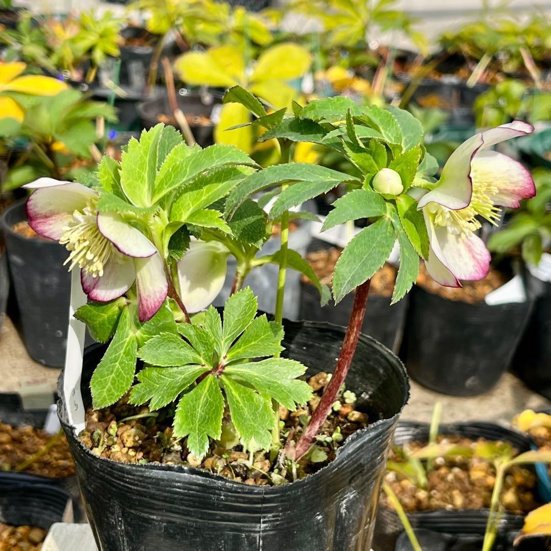 3762⭐️ボリュームSD⭐️リップピコティー⭐️曽田園芸⭐️