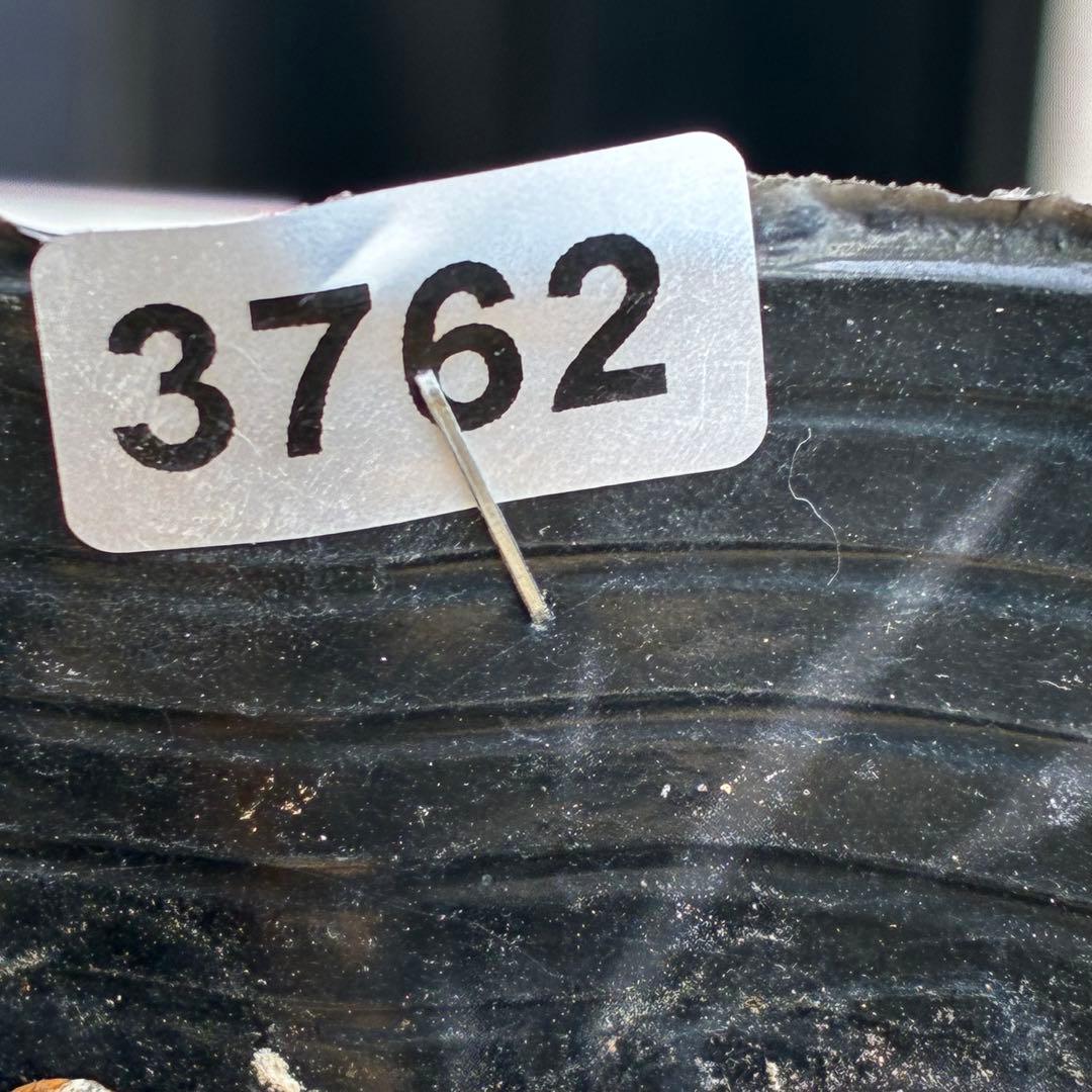 3762⭐️ボリュームSD⭐️リップピコティー⭐️曽田園芸⭐️