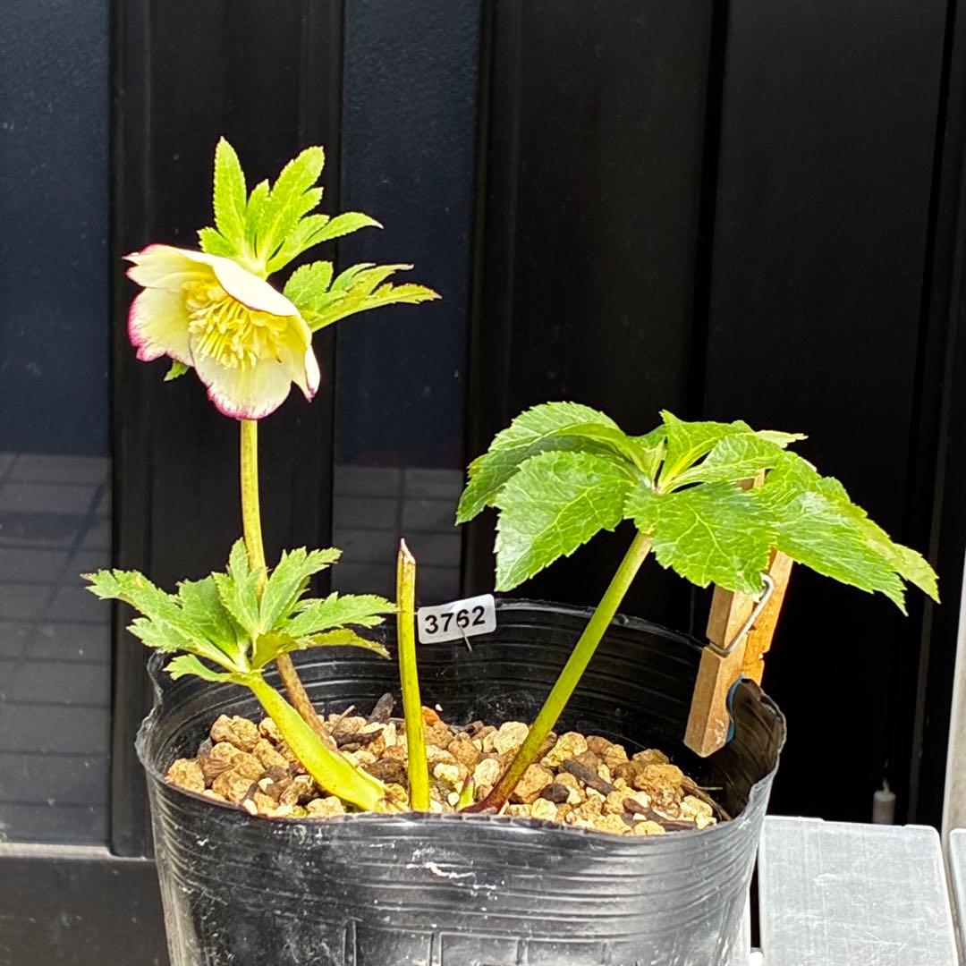 3762⭐️ボリュームSD⭐️リップピコティー⭐️曽田園芸⭐️