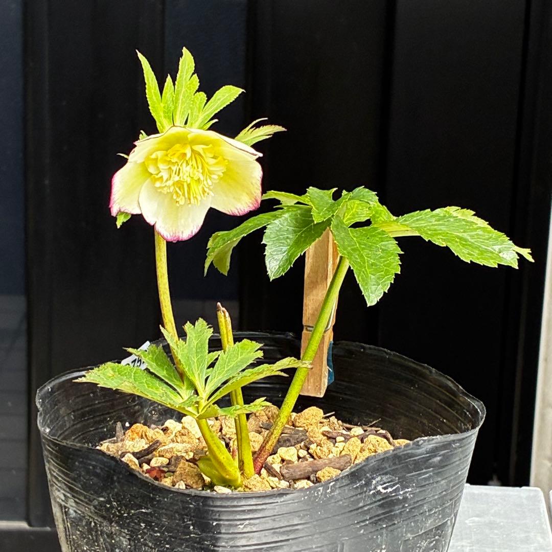 3762⭐️ボリュームSD⭐️リップピコティー⭐️曽田園芸⭐️