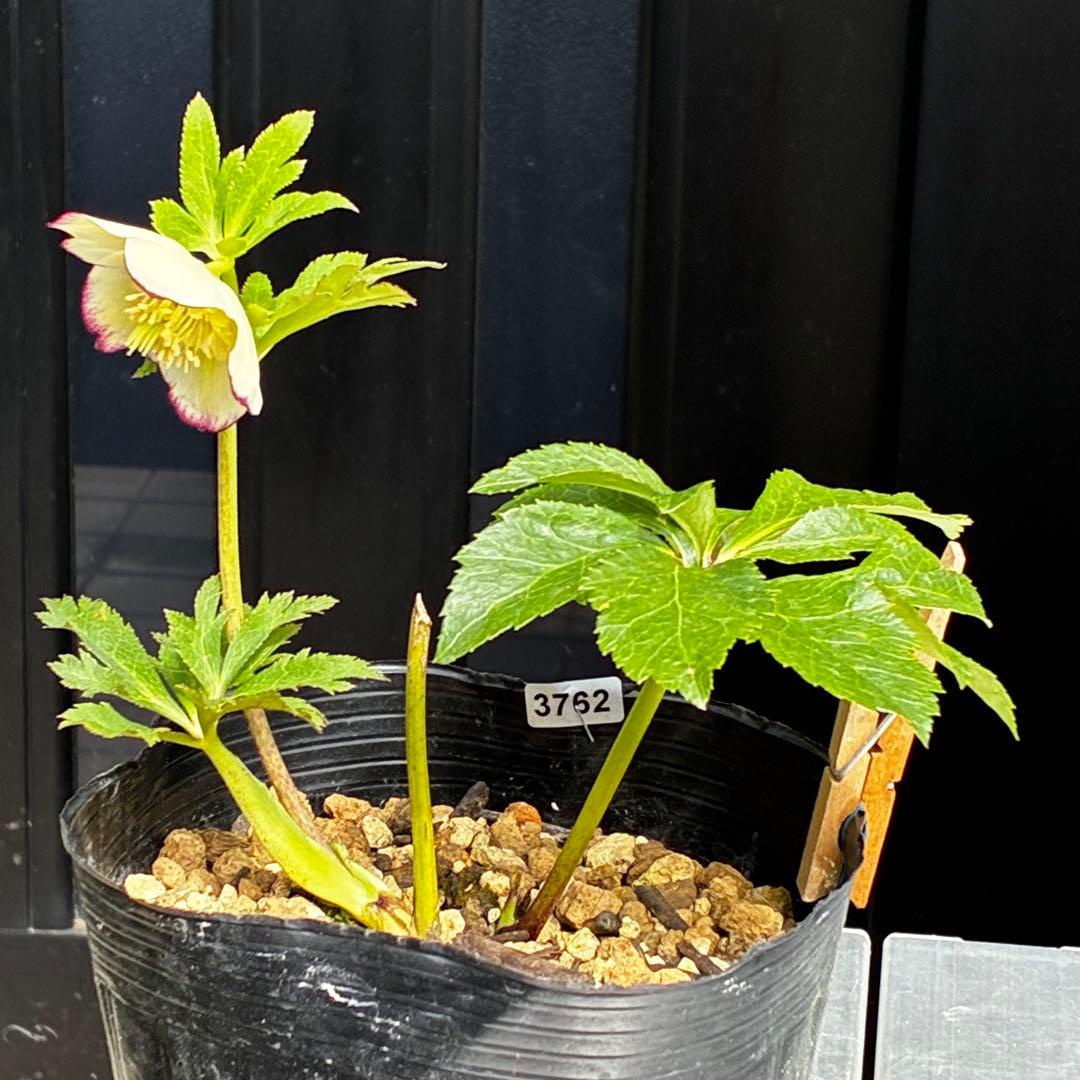 3762⭐️ボリュームSD⭐️リップピコティー⭐️曽田園芸⭐️