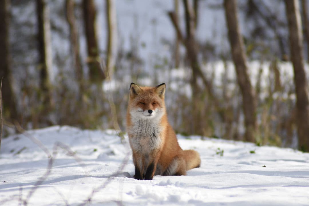 Nikon D7200　レンズ4本セット　オールド入り　バック、外箱付き