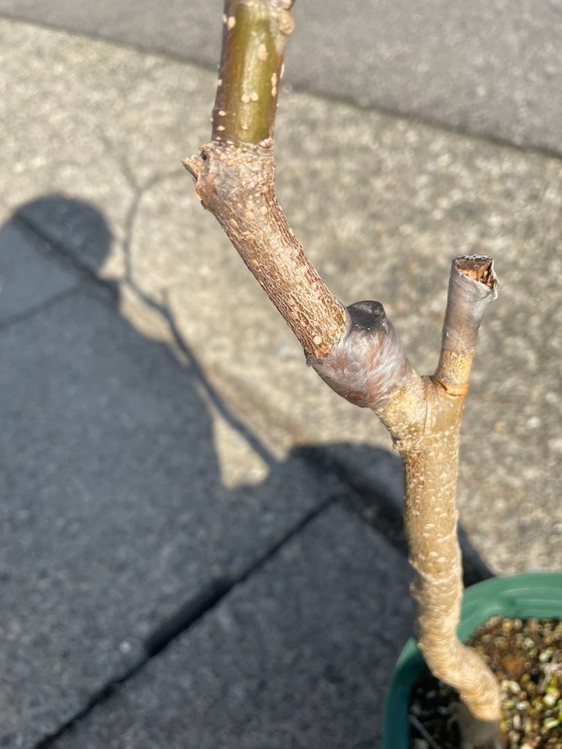台湾長果桑 接木 1苗