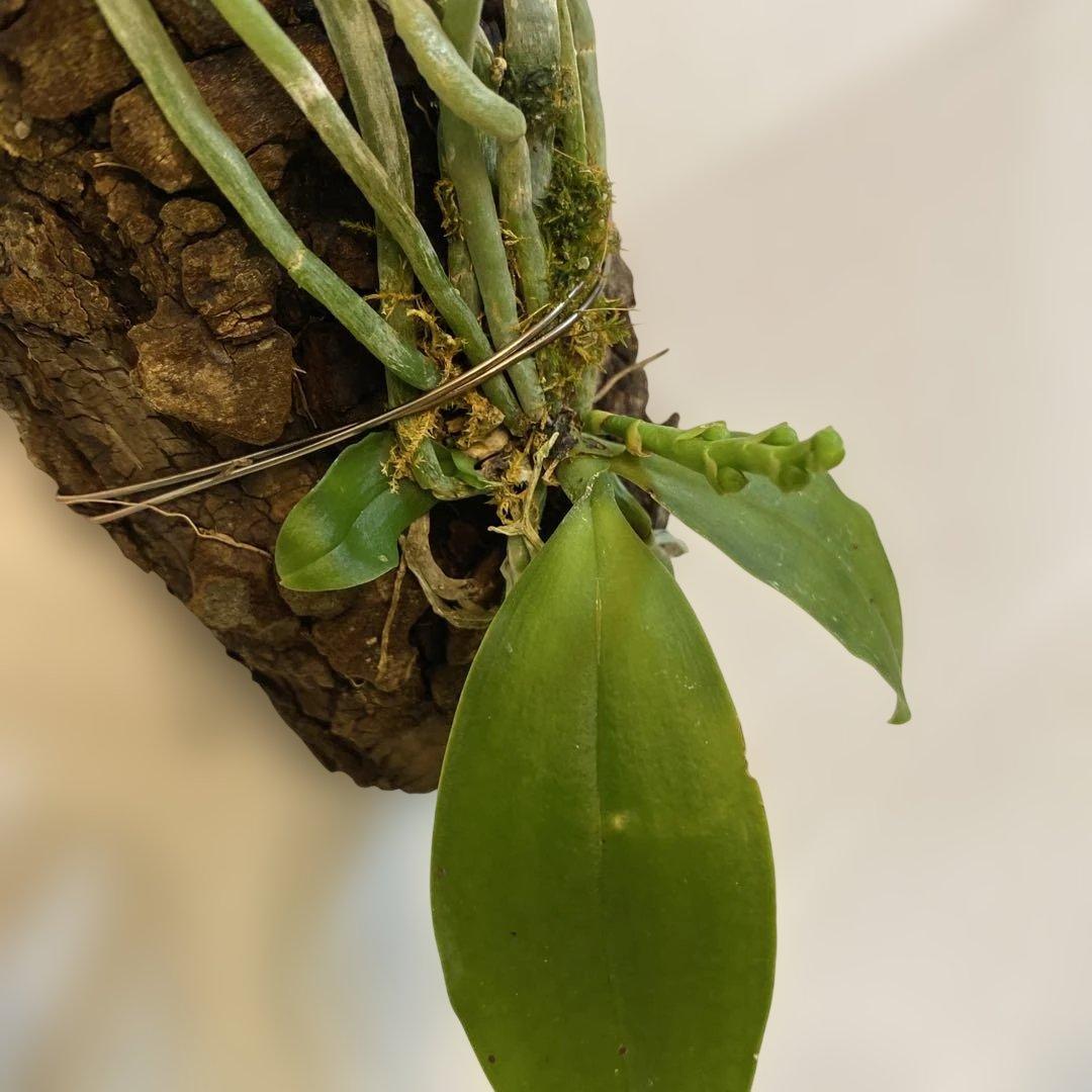 胡蝶蘭原種　ロビー　ファレノプシス　ロビー